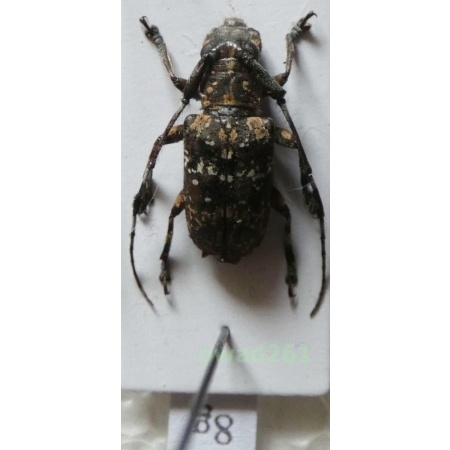 Cacia vermiculata Heller, 1923 female Philippines8g